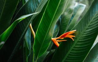 fleur jaune-orange sur fond de nature de feuilles tropicales claires et foncées. feuilles vertes et fond de nature photo