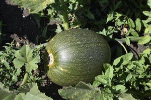 le fruit d'une citrouille verte aux buissons du jardin d'été. citrouille en feuilles vertes dans les rayons du soleil. belle citrouille en été. photo