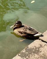 gros plan d'un colvert ou d'un canard sauvage. photo