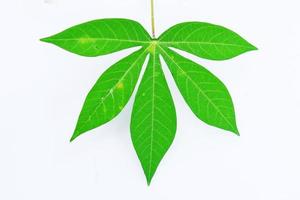 feuilles de manioc isolés sur fond blanc photo