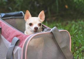 chien chihuahua brun assis dans un sac de transport pour animaux de compagnie de voyageur en tissu rose dans le jardin, prêt à voyager. voyager en toute sécurité avec des animaux. photo