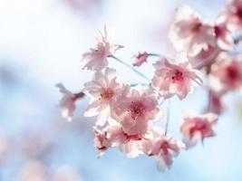 fleurs de cerisier rose pâle à contre-jour photo