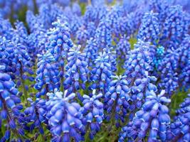 beaucoup de fleurs bleues photo