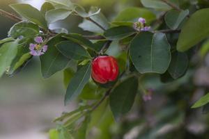 cerise rouge fraîche sur l'arbre avec la lumière du soleil dans le jardin. photo