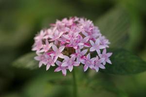 amas d'étoiles égyptien. fleur unique photo