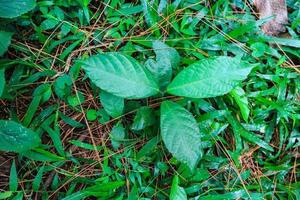 vernonia amygdalina ou feuille africaine ou feuille amère. feuilles vertes de l'arbre à feuilles amères, nan fui chao, gymnanthemum extensum. photo