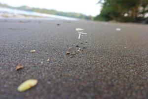 rivage sablonneux de la mer sale, pollution de l'environnement, pollution plastique dans l'océan photo