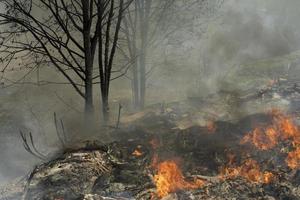 feu en forêt. fumée et feu dans la nature. brûler des ordures. photo