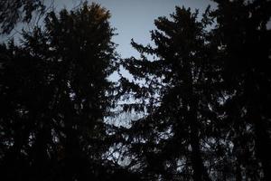 forêt la nuit. arbres dans l'obscurité. silhouette de forêt. photo