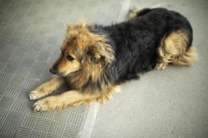 chien errant dans la rue. animal aux cheveux ébouriffés. photo