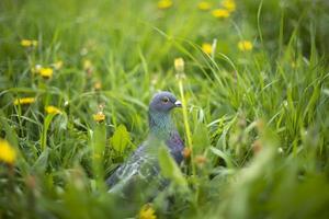 pigeon dans l'herbe verte. pigeon de race pure. oiseau de la ville. photo