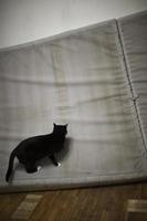 le chat est plein sur le matelas. l'animal veut ruiner le matelas. photo