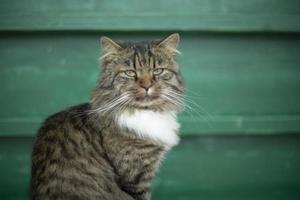 portrait de chat rouge. chat avec une longue moustache. photo