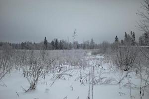 paysage d'hiver en forêt. terrain en hiver. froid hivernal. photo