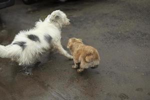 chiens de différentes tailles. les chiens jouent dans la rue. photo