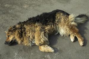 chien errant dans la rue. chien est en ville. détails de la vie de l'animal sans foyer. photo