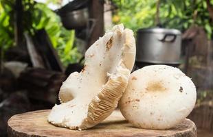 champignon isolé sur fond blanc photo