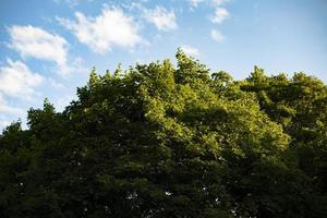 arbres verts dans le parc. vue d'été sur le parc. photo