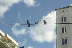 pigeons sur des fils. les oiseaux sont assis sur la ligne électrique. photo