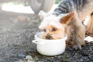 yorkshire terrier buvant dans un bol blanc à l'extérieur photo