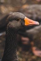 canard dans hyde park, londres photo