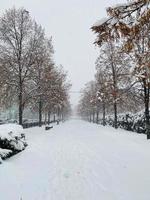 paysage d'hiver avec de la neige et des arbres photo