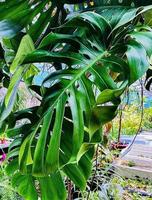 feuilles vertes de monstera photo