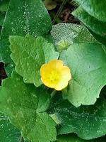 très belles fleurs jaunes aux feuilles vertes photo