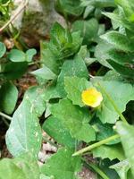 fleurs jaunes fleurissant parmi les feuilles vertes photo