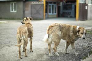 deux chiens errants dans la rue. animaux sans propriétaire. photo