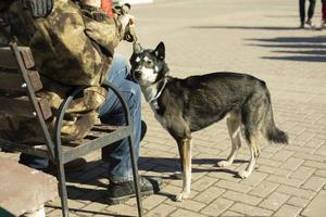 chien de race mixte. animal de compagnie dans la rue. chien avec de la laine. s photo