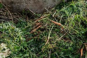 fosse à compost pour les déchets alimentaires. concept d'engrais organiques pour le jardin. photo