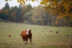 vaches au pâturage d'automne