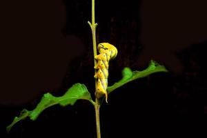 chenilles jaunes sur les branches et fond noir. photo