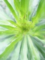 feuillage feuilles fruits et fleurs photo