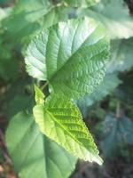 feuillage feuilles fruits et fleurs photo