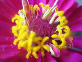 feuillage feuilles fruits et fleurs photo