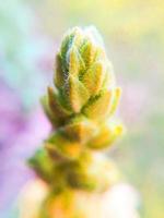 feuillage feuilles fruits et fleurs photo