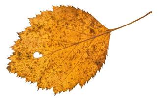 Verso de feuilles séchées trouées d'arbre d'aubépine photo