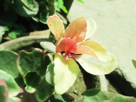 feuillage feuilles fruits et fleurs photo