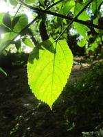 feuillage feuilles fruits et fleurs photo