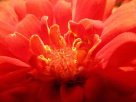 feuillage feuilles fruits et fleurs photo