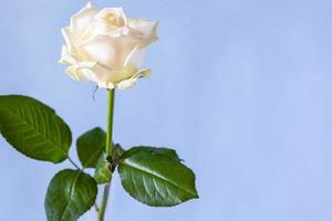 fleur de rose blanche fraîche sur fond violet pâle photo