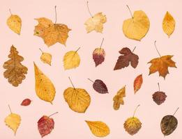 De nombreuses feuilles d'automne séchées sur papier rose photo