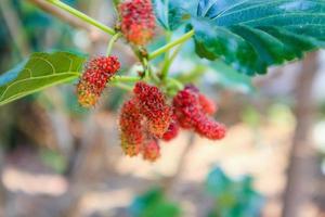 fruits frais de mûrier rouge sur une branche d'arbre photo