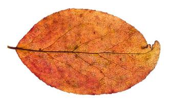 feuille d'automne rouge et jaune de pommier isolé photo