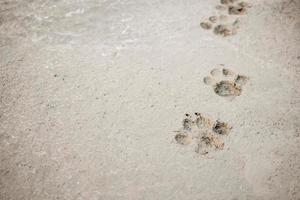 Empreintes de pas de chien sur fond de sol en béton de ciment photo