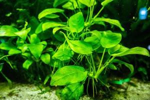 plante aquatique dans un aquarium photo