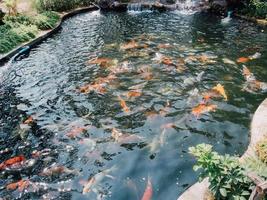 poissons koi dans l'étang du jardin photo