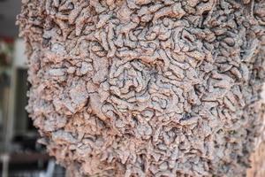 nid de termites sur un vieil arbre photo